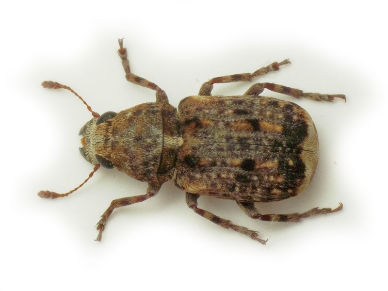 Dissoleucas niveirostris (Fabricius, 1798)
